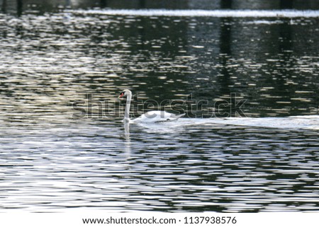 A beautiful swan cruising along a lake in the afternoon