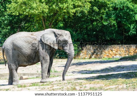 Big and beautiful elephant