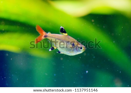 Beautiful small fishes on green plants background
