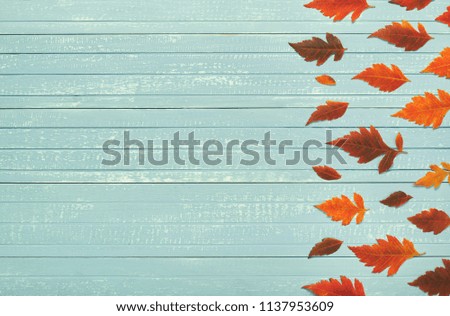 Autumnal frame for your idea. In autumn, fallen dry leaves of yellow, red, orange, aligned along the perimeter of the frame on an old wooden board of soft blue a place for your text. Model of autumn