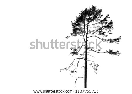 silhouette of tree on white background, pattern for wallpaper