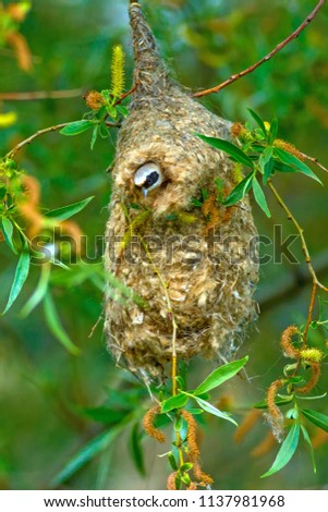 Cute bird. Eurasian Penduline Tit. Bird nest. Green nature background. Tree: Willow tree.
