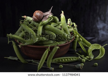 The snail creeps on the young green peas in a clay plate on a dark background.