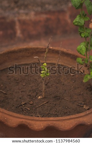 Sprouting basil plant