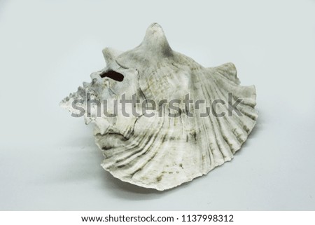 Decorative shell isolated