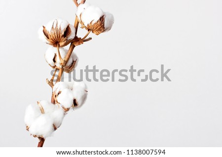 Cotton branch on white background. Delicate white cotton flowers. Light cotton background, flat lay. Royalty-Free Stock Photo #1138007594