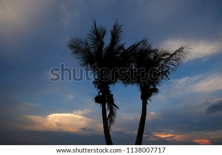 Coconut tree in the evening