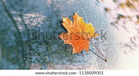 beautiful autumn background. orange maple leaf on wet glass, abstract rain drops texture. symbol of fall season. copy space