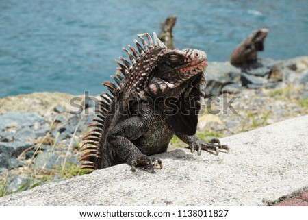 Iguana basking in sunlight near water