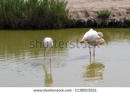 Flamingo wading birds in the water in Camargue natural park, on river Rhone, France