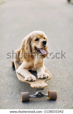 Dog riding a skateboard. The puppy Cocker Spaniel is sitting on longboard.
