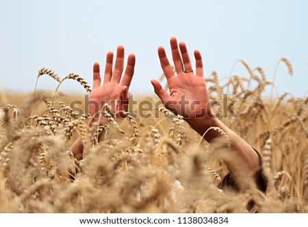 hands above wheat in harvest time stock photo