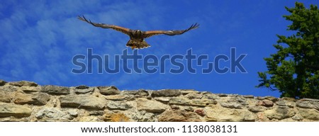 Hitsny bird against the background of the blue sky. Eagle. Buzzard.