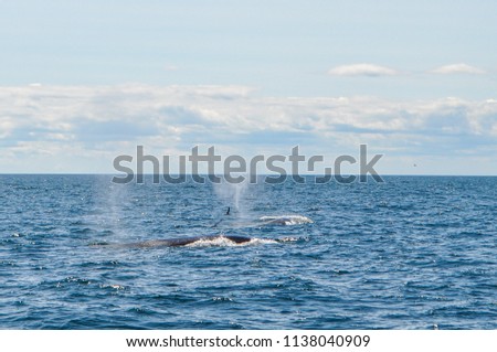 A family of humpback whales is looking for plancton while swimming in the Atlantic ocean. The picture was taken from a whale watching tour boat that departs from Boston harbor in Massachusetts, USA. 