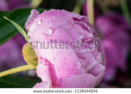 The photgrapher captured a bokeh effect around this pretty rain covered pink peonie flower in Missouri.