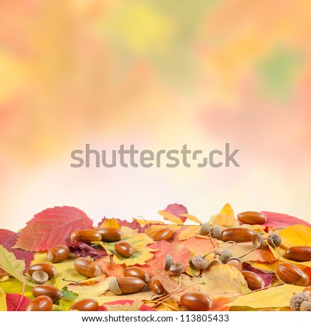 Autumn leaves and acorn on colorful background with place for your text