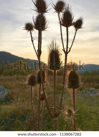 Plant shot during sunset as seen in Macedonia
