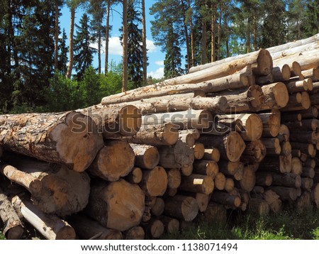 Stack of tree trunks, logs of timber, wood, lies on the edge of the forest, on the forest background, growing trees, on a sunny summer day; with copy space