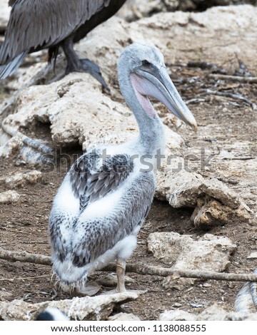 Brown pelican enjoying life.