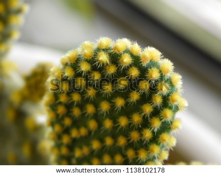 Yellow Cactus Plant - Macro 