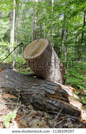 Two cut logs in a forest, one resting diagonally on the other