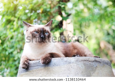 Siames cat sitting and relax with sunset on the jar in natural garden