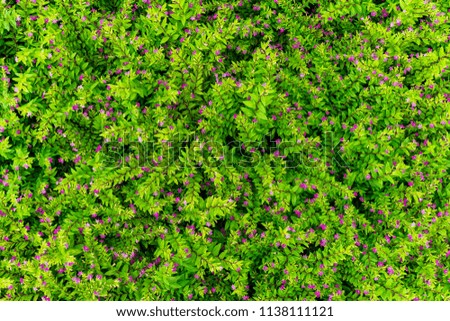 tropical leaves pattern. Fern Green leaves texture background. Plant pattern.