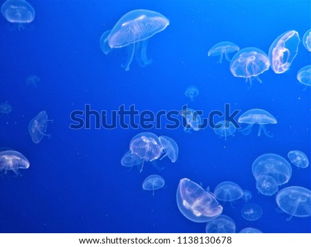 Jelly fish in california
