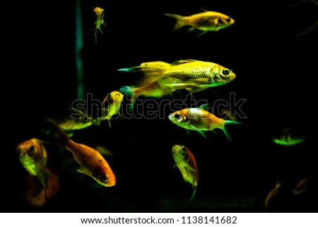 Fish swimming in tank