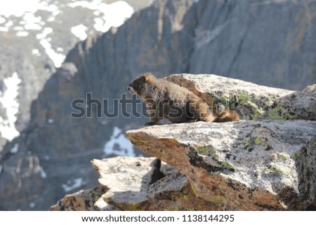 Marmot posing on rock