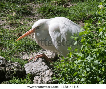 White Heron in its environment.