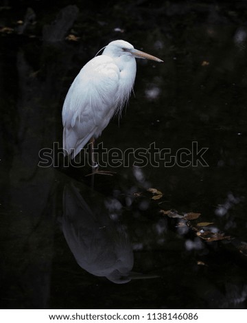 White Heron in its environment.