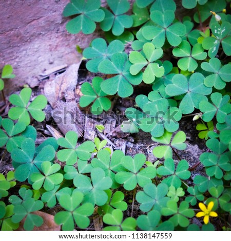Clover Leaves for Green background with three-leaved shamrocks.Patrick's day holiday symbol.