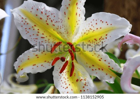 Closeup, White Lilly mix yellow and red dot flower are blooming in the garden so very beautiful.