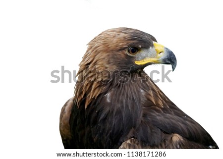 The picture of falcon head.