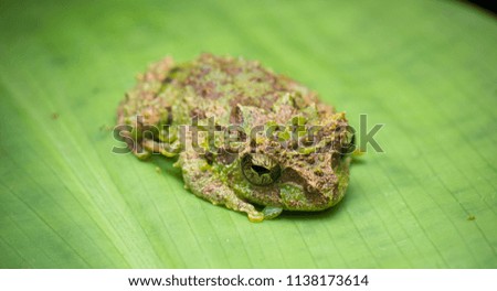 Borneo Mossy Frog
