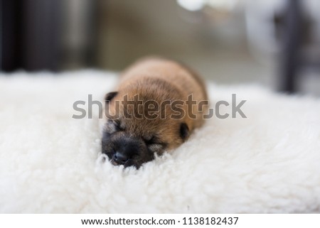 Close-up portrait of sweet newborn Shiba Inu puppy sleeping on the blanket.