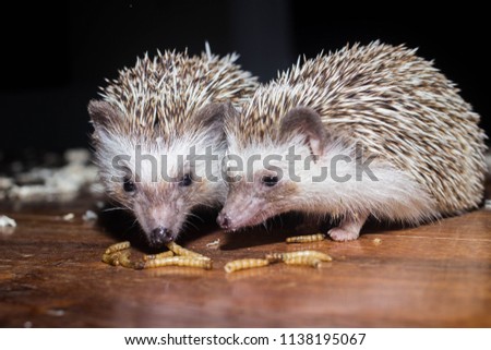 Hedgehogs ate dry worm together.