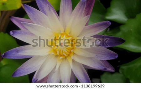 White and purple Lotus flower in the pond ,water lilly.