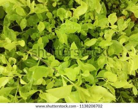 The Green flora of Indian Monsoon. The Grace of green leaves. Abstract background of green color. The Beauty of Monsoon season. 