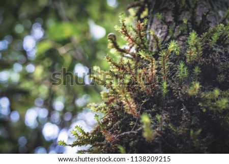 Young moss on tree in the rain forest with blurred background