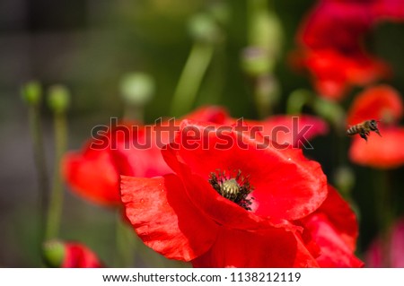 Poppy close up with a bee taking off the flower