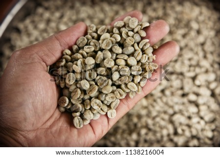 Hand holding dried coffee beans before roasting.