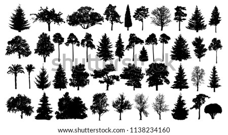 Coniferous forest. Trees set silhouette. Isolated tree on white background