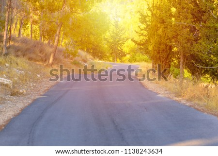 road and  sun in woods forest hope happy future health happy lifestyle concept