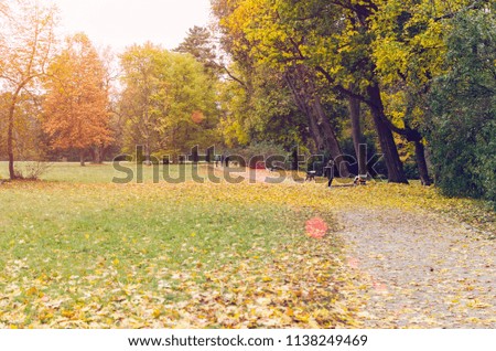 Beautiful autumn park strewn with fallen leaves.