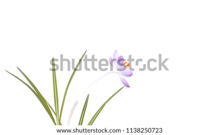 flower and leaves stand on a white background there is a place for writing