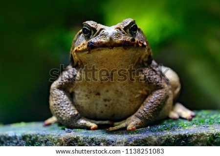 Cane toad, Rhinella marina, big frog from Costa Rica. Face portrait of large amphibian in the nature habitat. Animal in the tropic forest. Wildlife scene from nature.
 Royalty-Free Stock Photo #1138251083
