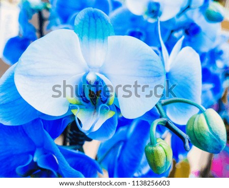 Royal blue orchid, sapphire phalaenopsis. Selective focus.