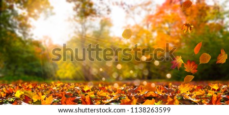 fall leaves in idyllic autumn landscape, autumn nature background, bright vibrant colors, sunshine on autumnal trees, a cheerful day outdoors, beautiful fall leaf season concept with copy space Royalty-Free Stock Photo #1138263599